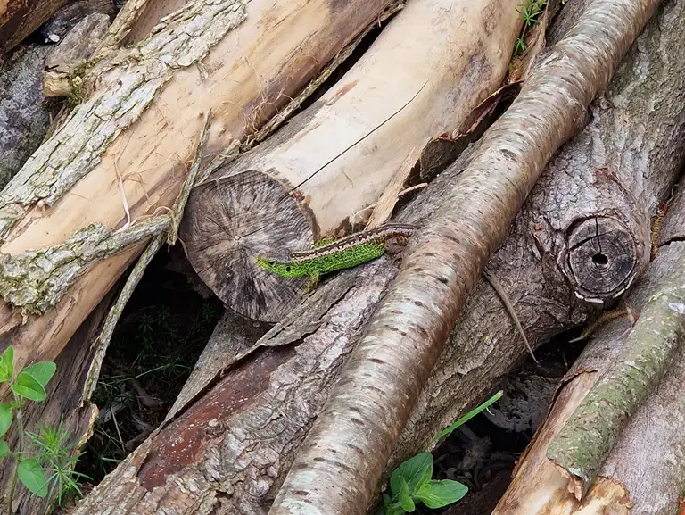 Markfirben på en træstabel